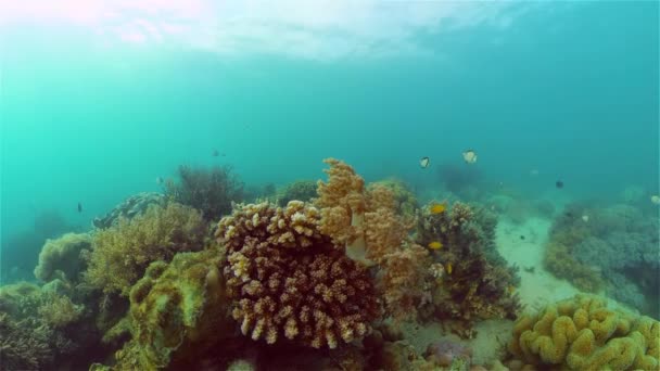 美丽的水下景观与热带鱼和珊瑚 生物珊瑚礁 菲律宾 — 图库视频影像