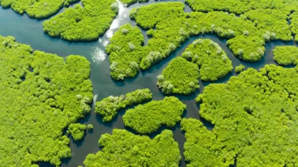 Drzewa Namorzynowe Wodzie Tropikalnej Wyspie Ekosystem Filipinach Las Namorzynowy — Wideo stockowe