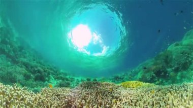 Tropik renkli sualtı denizleri. Sualtı Canlı Balıklı Mercan Bahçesi. Sualtı tropikal renkli yumuşak sert mercanlar deniz manzarası. Filipinler.