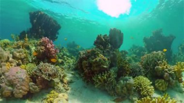Resif Mercan Tropikal Bahçesi. Tropik sualtı balığı. Renkli tropikal mercan resifi. Filipinler.