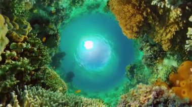Renkli tropikal mercan resifi. Sahne resifi. Deniz yaşamı deniz dünyası. Filipinler.