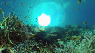 Mercan bahçesi deniz manzarası ve sualtı dünyası. Renkli tropikal mercan resifleri. Hayat mercan kayalıkları. Filipinler.