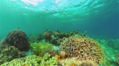 Renkli Balık ve Mercan Resifi ile Su altı Dünyası. Tropik resif denizcisi. Filipinler.