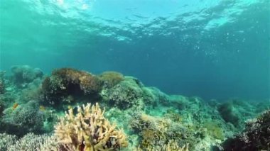 Tropikal balıklarla birlikte su altında mercan kayalıkları. Sert ve yumuşak mercanlar, sualtı manzarası. Seyahat tatili konsepti. Filipinler.