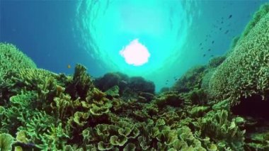 Tropikal balık ve mercanlarla dolu güzel sualtı manzarası. Hayat mercan kayalıkları. Filipinler.