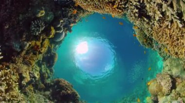 Mercan resiflerinin sualtı dünyası ve dalış yapan balıklar. Suyun altındaki mercan bahçesi. Filipinler.