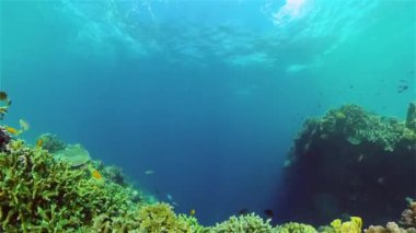 Tropikal balıklar ve mercan resifleri suyun altında. Sert ve yumuşak mercanlar, sualtı manzarası. Filipinler.