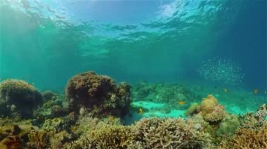 Sualtı tropikal renkli yumuşak sert mercanlar deniz manzarası. Su altı balık resifi denizcisi. Filipinler.