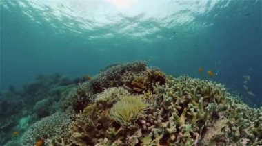 Mercan resifi balık sahnesi. Tropik sualtı balığı. Renkli tropikal mercan resifi. Filipinler.
