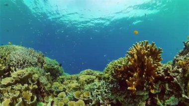 Sualtı tropikal renkli yumuşak sert mercanlar deniz manzarası. Su altı balık resifi denizcisi. Filipinler.