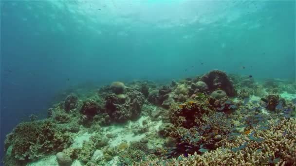 산호초 열대어들이 있습니다 단단하고 부드러운 개념이야 필리핀 — 비디오
