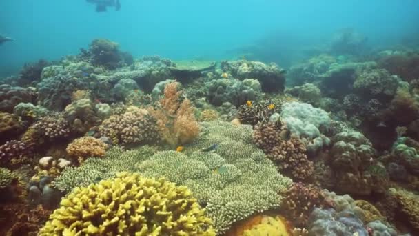 Tropische Vissen Koraalrif Onderwater Scene Camiguin Filippijnen Reisvakantie Concept — Stockvideo