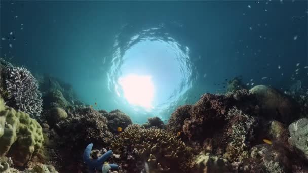 五彩斑斓的热带珊瑚礁热带珊瑚礁 海底鱼类和珊瑚 菲律宾 — 图库视频影像