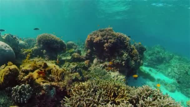 Mares Tropicales Submarinos Coloridos Jardín Coral Con Peces Submarinos Vibrantes — Vídeos de Stock