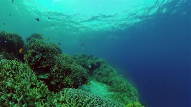 Тропічний Кораловий Риф Риби Під Водою Жорсткі Які Корали Підводне — стокове відео