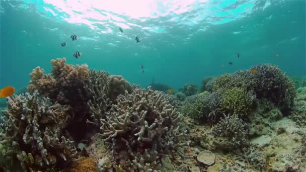 在珊瑚礁附近潜水 美丽多彩的热带鱼在活泼的珊瑚礁水下 菲律宾 — 图库视频影像