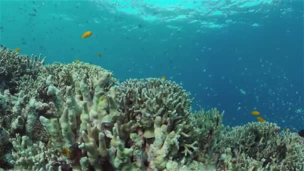 Podwodne Kolorowe Tropikalne Ryby Tropikalne Podwodne Ryby Morskie Filipiny — Wideo stockowe
