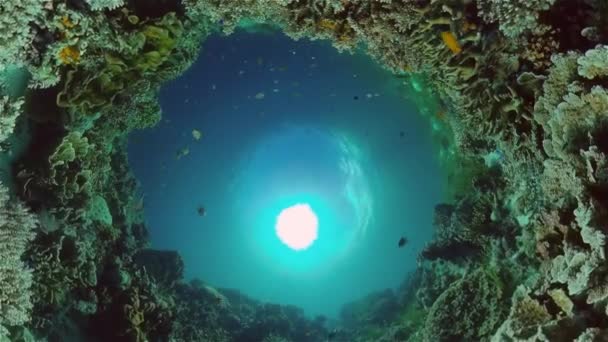 Barevný Tropický Korálový Útes Scénický Útes Seascape Pod Vodou Filipíny — Stock video