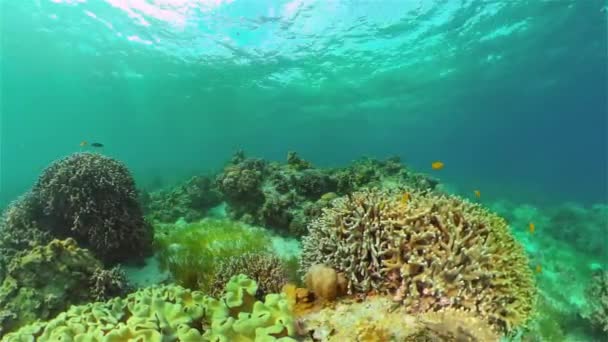 Onderwaterwereld Van Met Gekleurde Vissen Een Koraalrif Tropische Rifzee Filippijnen — Stockvideo