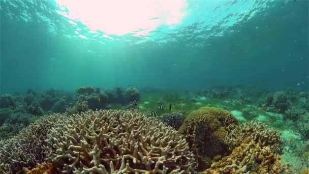 Underwater Scene Coral Reef Tropical Underwater Sea Fishes Philippines — Stock Video