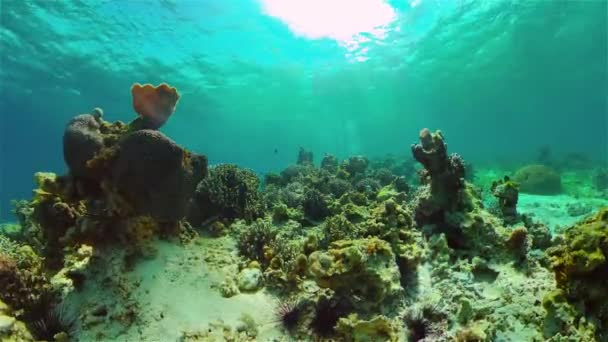 Blå Havsvatten Och Tropisk Fisk Tropiska Undervattensfiskar Filippinerna — Stockvideo