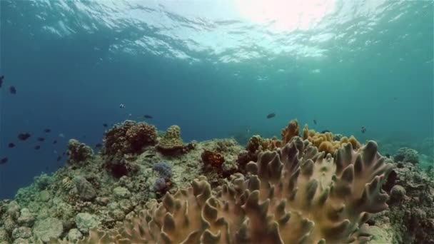 Peixes Tropicais Recifes Coral Mergulho Mundo Subaquático Com Corais Peixes — Vídeo de Stock