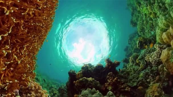 水中魚礁海洋 熱帯のカラフルな水中の海の風景 フィリピン — ストック動画