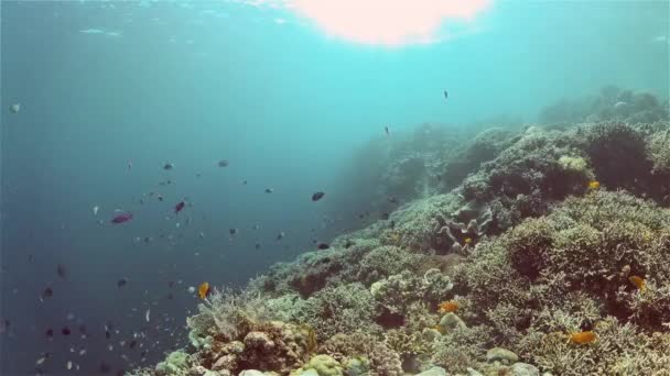 Blaues Meerwasser Und Tropische Fische Tropische Unterwasserfische Philippinen — Stockvideo