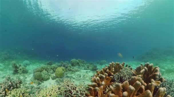 Poissons Colorés Eau Bleue Tropicale Poissons Sous Marins Tropicaux Philippines — Video