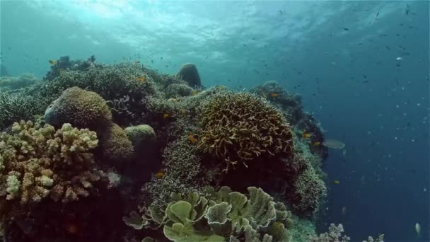 Kolorowa Tropikalna Rafa Koralowa Rafa Koralowa Morski Świat Życia Filipiny — Wideo stockowe