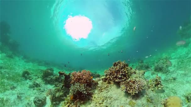 Tropical Fish Corals Marine Reef Vida Tropical Marina Submarina Peces — Vídeos de Stock