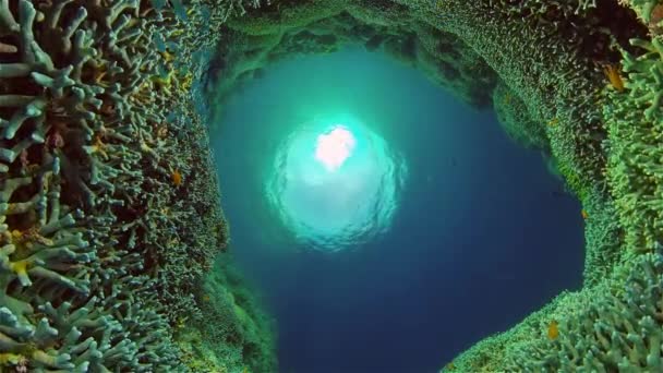 Corales Blandos Duros Arrecife Submarino Peces Escena Coral Arrecife Filipinas — Vídeos de Stock