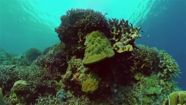 Poissons Tropicaux Récifs Coralliens Plongée Monde Sous Marin Avec Coraux — Video