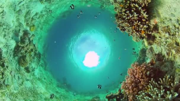Poissons Tropicaux Récifs Coralliens Sous Marins Coraux Durs Mous Paysage — Video