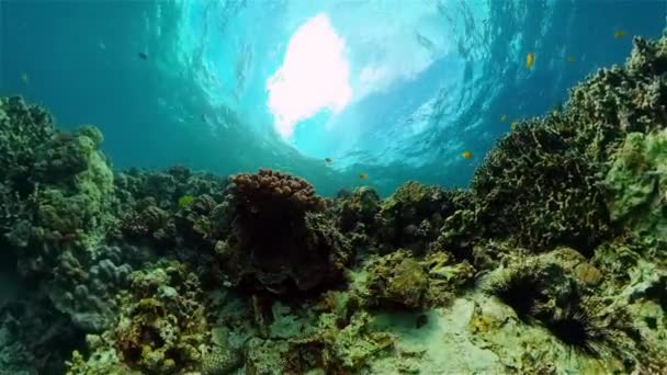 Tropisk Havsutsikt Undervattensliv Tropiska Undervattensfiskar Filippinerna — Stockvideo
