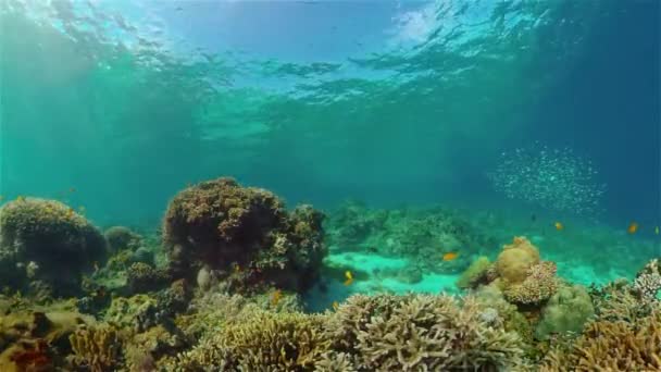 Sualtı Tropikal Renkli Yumuşak Sert Mercanlar Deniz Manzarası Altı Balık — Stok video