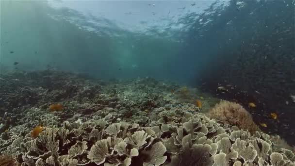 Škola Sardinek Tropické Ryby Korálovém Útesu Podvodní Scéna Barevný Tropický — Stock video