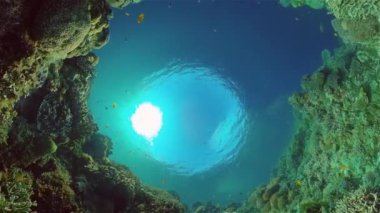 Su altı balık resifi denizcisi. Tropik renkli sualtı deniz manzarası. Filipinler.