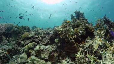 Su altı balık resifi denizcisi. Mercan resifli tropik renkli deniz manzarası. Filipinler.