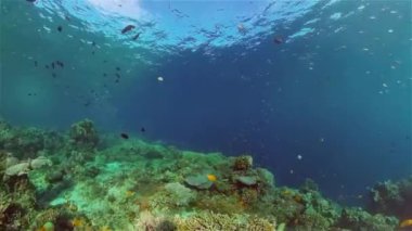 Tropikal mercan resifleri. Balıklarla, sert ve yumuşak mercanlarla. Su altı videosu. Filipinler.