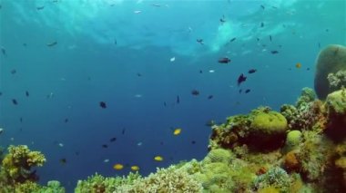 Sualtı Sahne Mercan Resifi. Su altı deniz balığı. Tropik resif denizcisi. Renkli sualtı deniz manzarası. Filipinler.