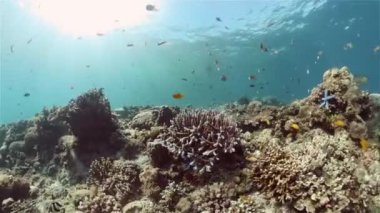 Resif Mercan Sahnesi. Tropik sualtı balığı. Sert ve yumuşak mercanlar, sualtı manzarası. Filipinler.