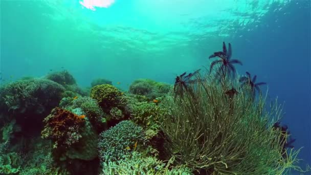 Красочный Тропический Коралловый Риф Жесткие Мягкие Кораллы Подводный Пейзаж Концепция — стоковое видео