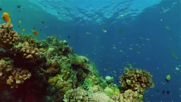Renkli Balık Mercan Resifi Ile Altı Dünyası Tropik Resif Denizcisi — Stok video