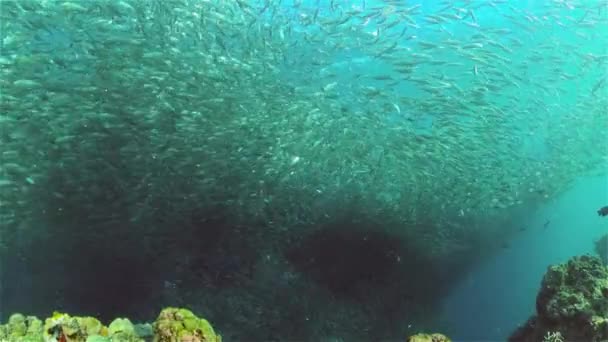 School Sardines Scene Reef Marine Life Sea World Underwater Fish — Stock Video