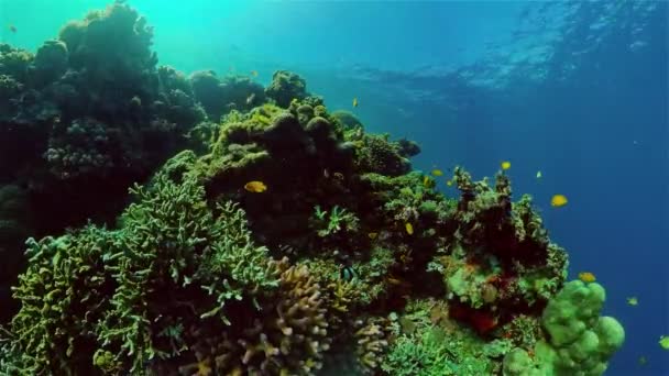 Тропічні Риби Кораловий Риф Під Час Дайвінгу Чудовий Підводний Світ — стокове відео