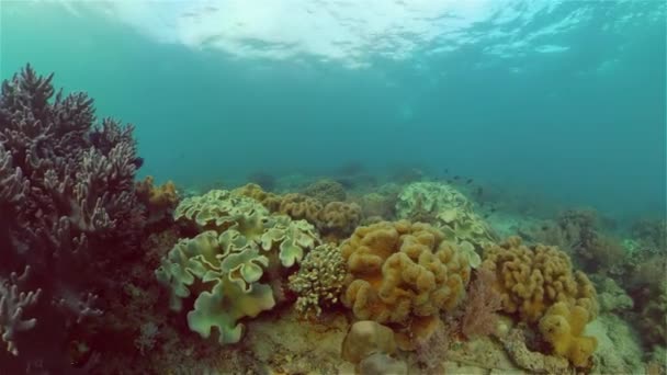 Beau Monde Sous Marin Avec Récif Corallien Poissons Tropicaux Philippines — Video