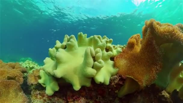 Färgglada Tropiska Korallrev Scenrevet Havsliv Havsvärld Filippinerna — Stockvideo