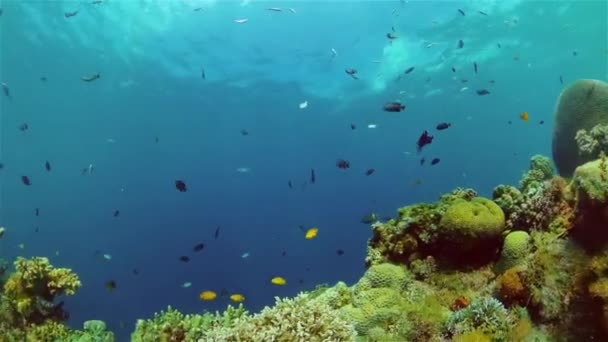 海底景致珊瑚礁 海底鱼 热带珊瑚礁海洋 五彩斑斓的水下海景 菲律宾 — 图库视频影像