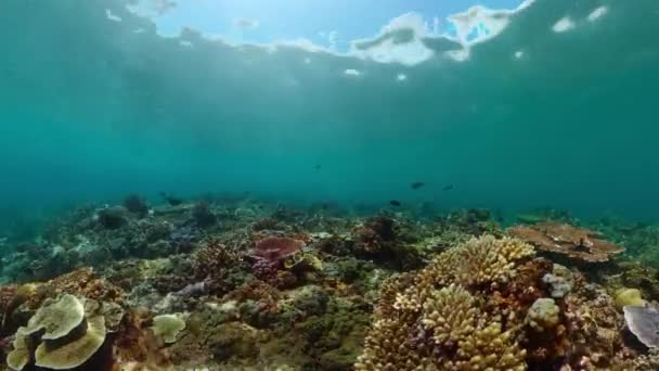 Deniz Resifi Sualtı Sahnesi Tropik Sualtı Balığı — Stok video